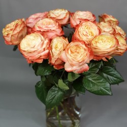 Kahala rose 50/70cm