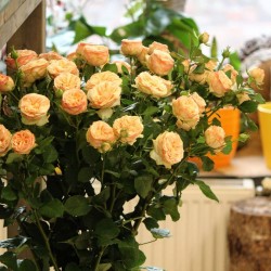 Оранжевые кустовые розы 60см