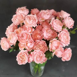 Pink roses Julietta