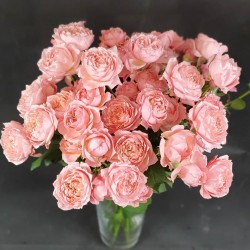 Розовые розы Julietta