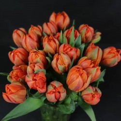 Bright orange tulips