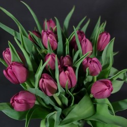 Burgundy tulips