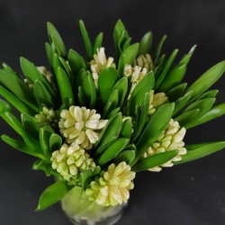 White hyacinth