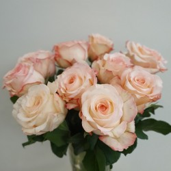 Light orange roses 40/60cm