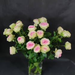 Pink Spray roses 60cm