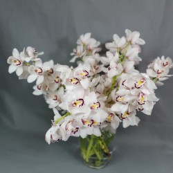 Orchids