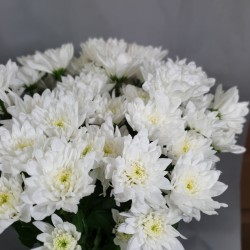 White chrysanthemums