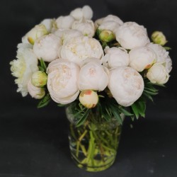 Baltas peonijas