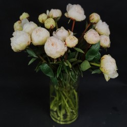 Light peonies