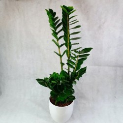 Zamioculca