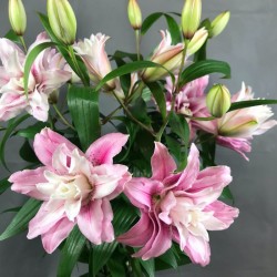 White or pink lilies